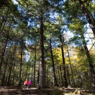 Two people walking through wooded forest