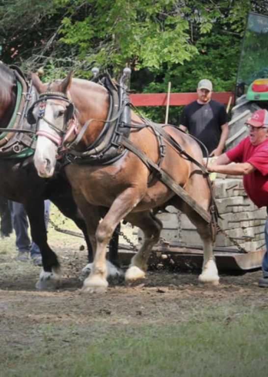 horses at horse pull