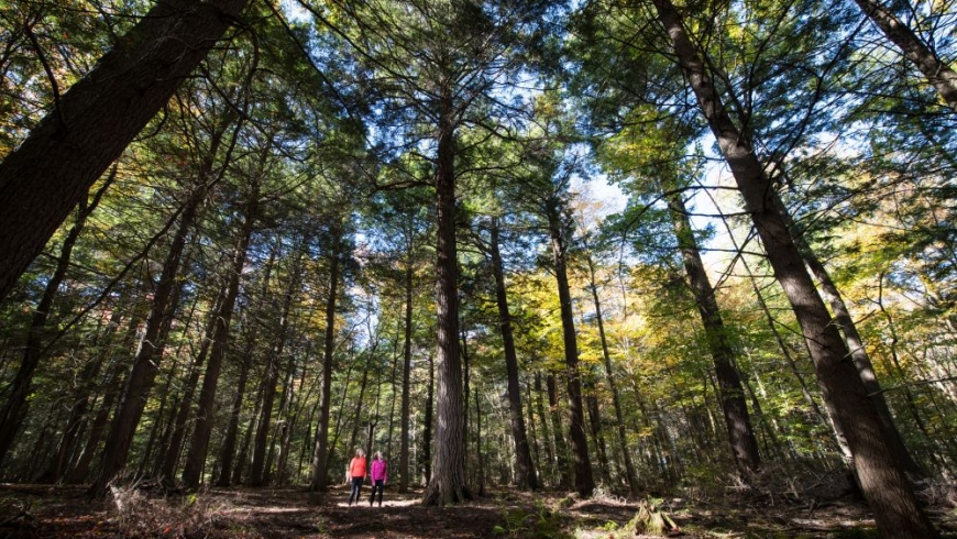 Two people walking through wooded forest